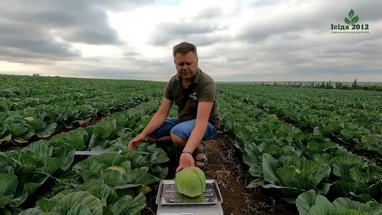 Результати вирощування у виробничих умовах
