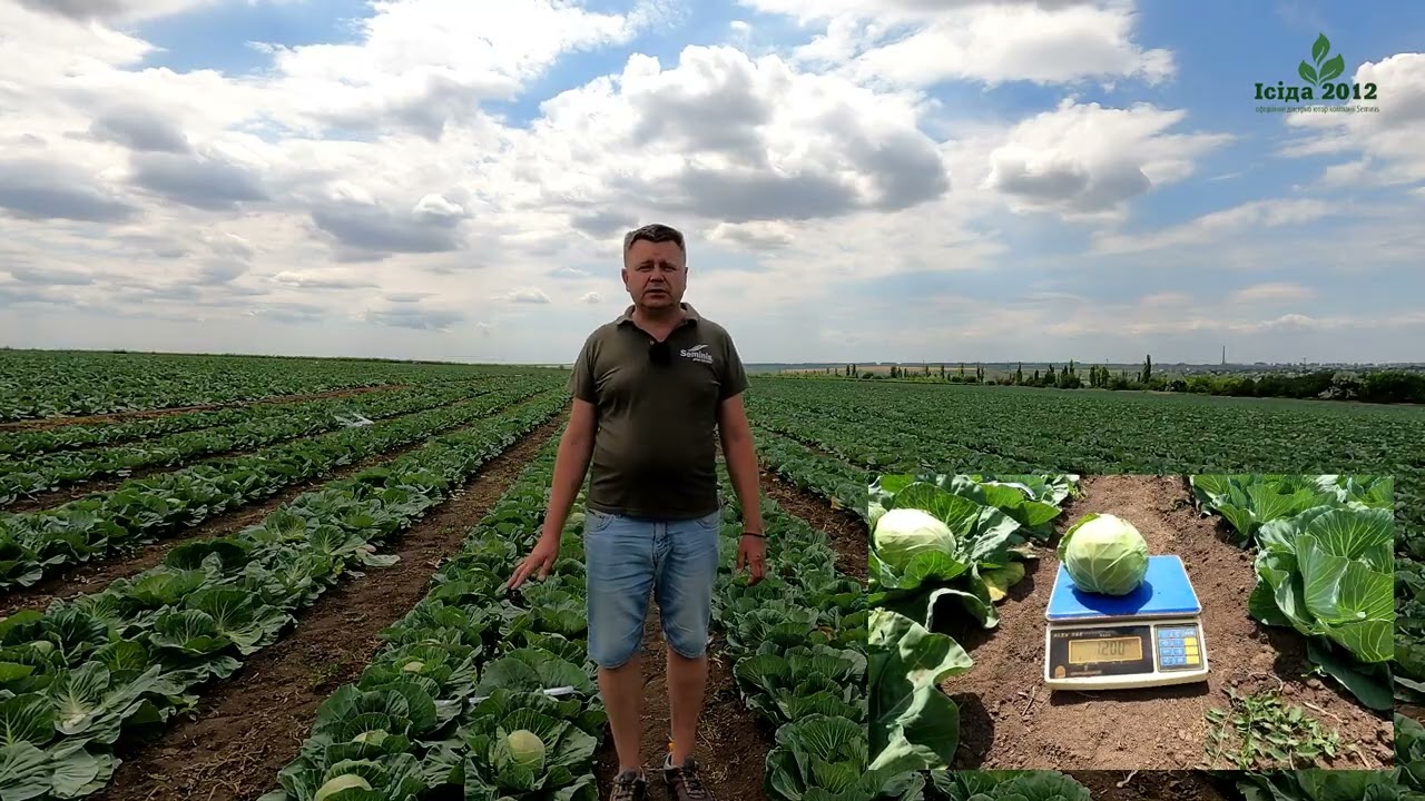 Огляд професійних гібридів Seminis