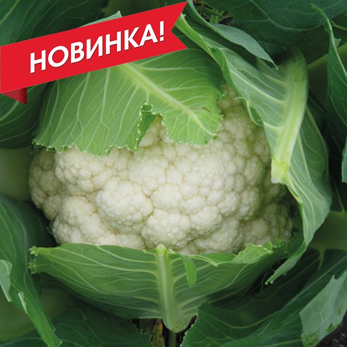 Абені F1