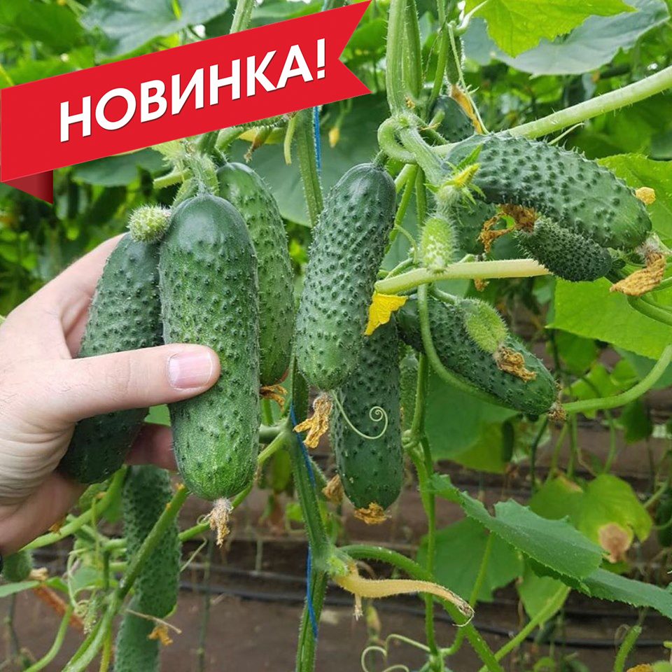 Мадрілене F1