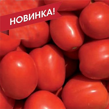 Сентоса F1