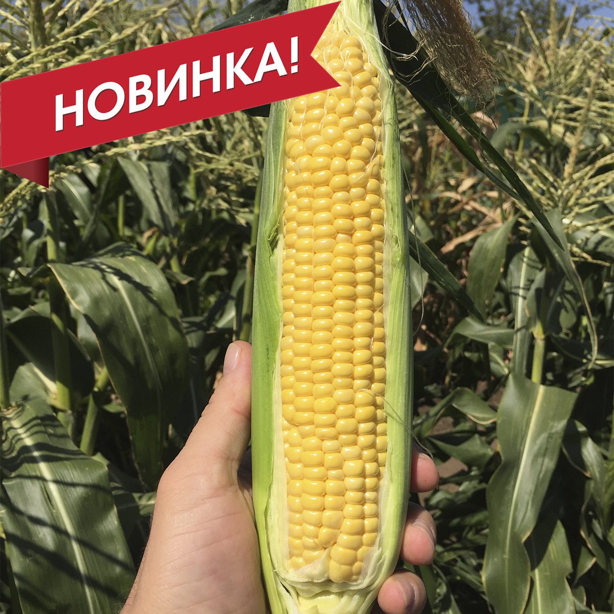 СВ 1446 СД F1
