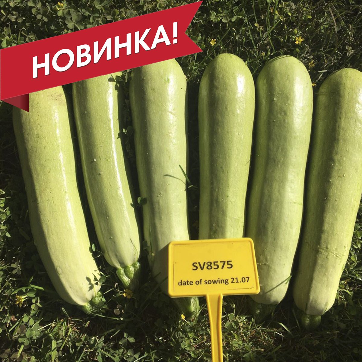 СВ 8575 ЯЛ F1