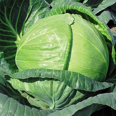 Тобія F1